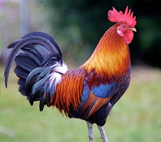 rooster-onedotcom
